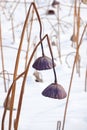 Winter lotus seedpod Royalty Free Stock Photo