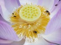 Close up lotus shaped lamp support with honey bee Royalty Free Stock Photo