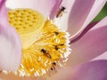 Close up lotus shaped lamp support with honey bee Royalty Free Stock Photo