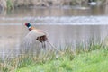 Close up of loud screeching colorful flying up Pheasant Rooster, Phasianus colchicus, Royalty Free Stock Photo