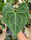 Closeup of the love shape leaf of Anthurium Pterodactyl X Clarinervium