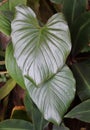 Close up of the love-shaped leaf of Homalomena Rubescens