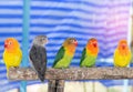 Close up Lovebird little parrot birds perching on branch in cage Royalty Free Stock Photo