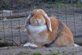 Loveing domstic rabbits in white and brown colors sitting in the garden. Royalty Free Stock Photo