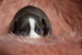 Close up of lovely American Bully puppy curiously looking up