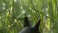 Close up of lovely big beautiful snail with moving antennae. Creative. Amazing cute slug on blurred green grass Royalty Free Stock Photo