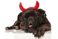 Close up of lovely black boxer with red devil horns Royalty Free Stock Photo