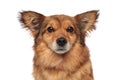 Close up of lovely brown furry dog with funny ears Royalty Free Stock Photo