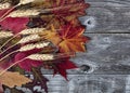 Close up of lovely foliage leaves and wheat stalks on naturally aged wood for the Autumn holiday season of Halloween or Royalty Free Stock Photo