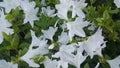 Close up of a lovely fresh white flower with green leaves