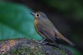 Close up of lovely Hill Blue Flycatcher