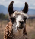 Close Up of a Lovely Llama