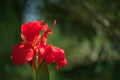 Close-up of a Lovely red Indian Shot flower Canna Indica in a South American garden.