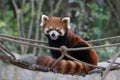 Cute Red Panda, Lesser Panda, on the Swinging Bridge Royalty Free Stock Photo