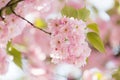 Close up of lovely sakura tree bloom. Springtime blossom