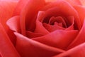 Close up of a lovely tender red rose. Royalty Free Stock Photo