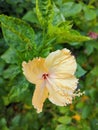 Close up Lovely yellow hibiscus in this season