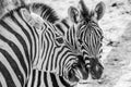 Close up of a loving scene two zebras