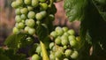 Vineyard wine grapes, Codorniu Winery, Spain