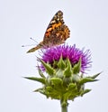 Close up Low Angle Profile Bright Orange Butterfly on Purple Flower Royalty Free Stock Photo