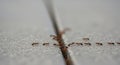 Ant Colony Marching in Line on Pavement Royalty Free Stock Photo
