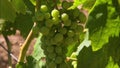 Wine Grapes | Vineyard, Codorniu Winery, Spain