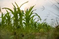 A close-up low angle view of the many green leafy corn plants Royalty Free Stock Photo