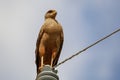 Close-up low angle view of a Savanna hawk, Pantanal Wetlands, Mato Grosso,