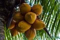 Close Up Low Angle View Yellow Orange Coconut Tree Fruits Of Cocos Nucifera L Hanging Royalty Free Stock Photo