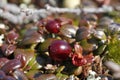 Close-up of low-bush cranberries also referred to as lingonberries