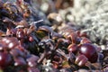 Close-up of low-bush cranberries;also referred to as lingonberries& x29;