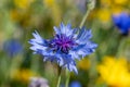 Low cornflower centaurea depressa