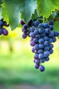Close-up of a low hanging bunch of blue grapes and leaves. Vertical layout with space for text Royalty Free Stock Photo