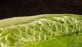 Close-up low-key photo of head of romaine lettuce - fresh organic green vegetable superfood Royalty Free Stock Photo