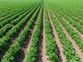 Close up low level aerial image of a crop of potatoes in a ploughed arable field in the British countryside farmland