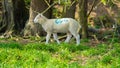 Close up Low Level Image of Lamb Lambs Sheep in Green Field Royalty Free Stock Photo