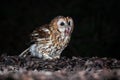tawny owl feeding at night