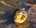 Three week old Mallard Duckling Royalty Free Stock Photo