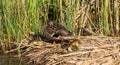 Female Mallard on reedbed with two week old chicks ducklings Royalty Free Stock Photo