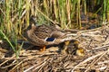 Female Mallard with two week old ducking group Royalty Free Stock Photo