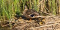 Female Mallard with two week old ducking group Royalty Free Stock Photo