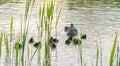 Three week old Mallard Duckling Group Royalty Free Stock Photo