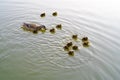 Three week old Mallard Duckling Group Royalty Free Stock Photo