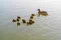 Three week old Mallard Duckling Group Royalty Free Stock Photo