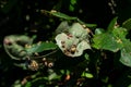 Galls at the hairy underside of a quince leaf