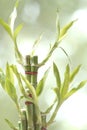 Close-up a lucky bamboo plant isolated on blurred background.
