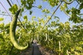 Close up Luffa gourd or Snake Gourd growing in field plant agriculture farm