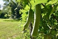 Close up of Luffa plant in garden