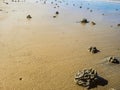Close up Lugworm casts on the beach Royalty Free Stock Photo