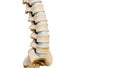 Close-up of lumbar vertebrae and intervertebral disks of a human spinal column or backbone isolated on a white background with